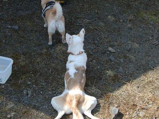 2009-04-03_ntb_5932