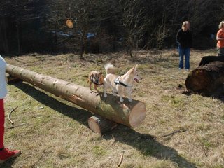 2009-04-03_ntb_5944