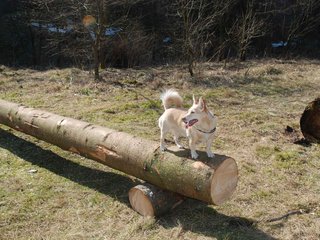 2009-04-03_ntb_5945