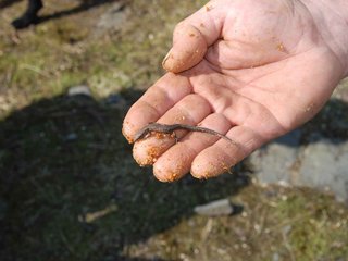 2009-04-03_ntb_5947