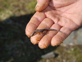 2009-04-03_ntb_5948