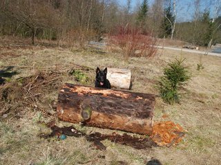 2009-04-03_ntb_5949