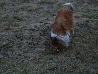 2009-04-03_ntb_5994