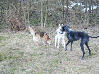 2009-04-03_ntb_6006