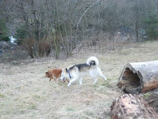 2009-04-03_ntb_6009