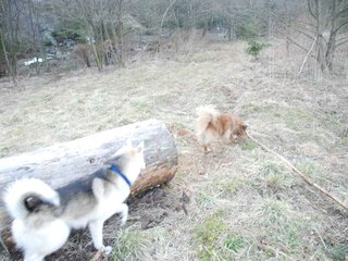 2009-04-03_ntb_6010