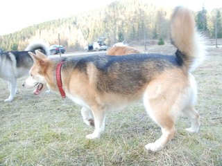 2009-04-03_ntb_6012