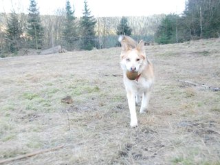 2009-04-03_ntb_6015