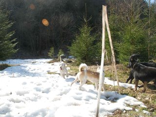 2009-04-03_ntb_5951