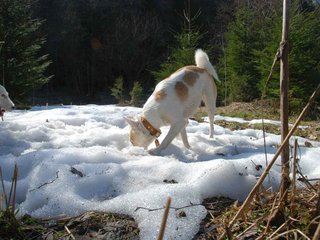 2009-04-03_ntb_5952