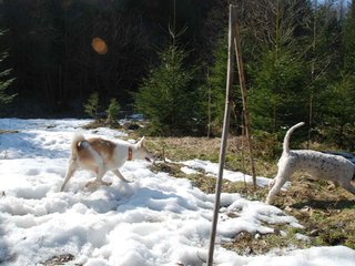 2009-04-03_ntb_5953