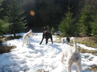 2009-04-03_ntb_5955