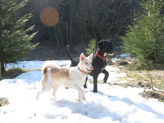 2009-04-03_ntb_5958