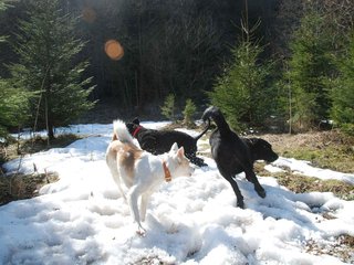 2009-04-03_ntb_5959