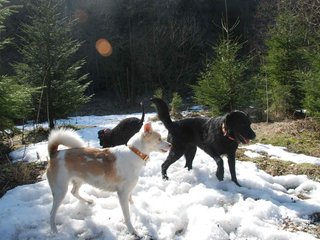 2009-04-03_ntb_5960