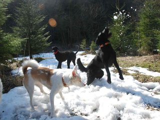 2009-04-03_ntb_5962