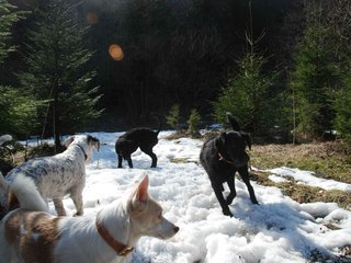 2009-04-03_ntb_5964