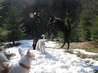2009-04-03_ntb_5966