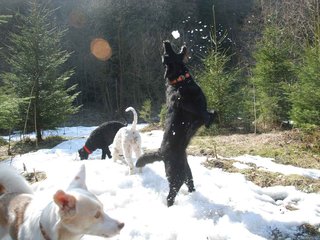 2009-04-03_ntb_5968