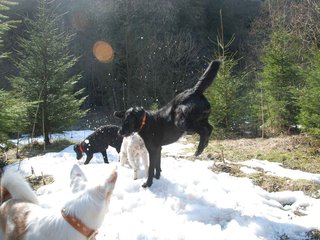 2009-04-03_ntb_5969