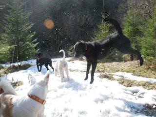 2009-04-03_ntb_5971