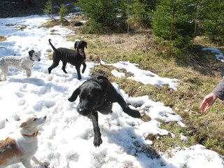 2009-04-03_ntb_5972
