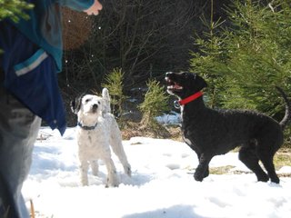 2009-04-03_ntb_5974