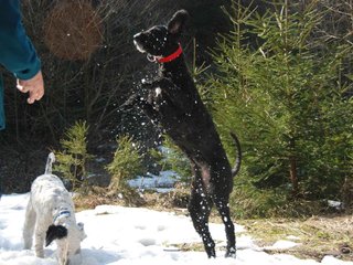 2009-04-03_ntb_5975