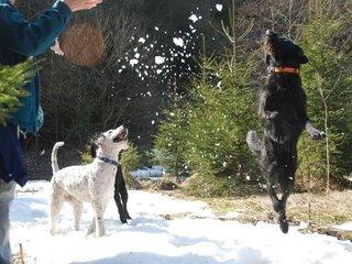 2009-04-03_ntb_5976