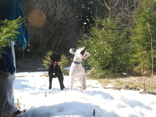 2009-04-03_ntb_5977