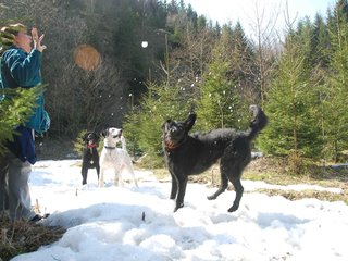 2009-04-03_ntb_5981
