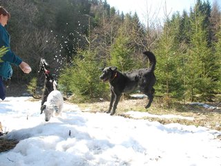 2009-04-03_ntb_5983