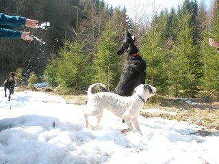 2009-04-03_ntb_5984
