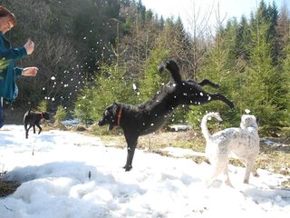2009-04-03_ntb_5985