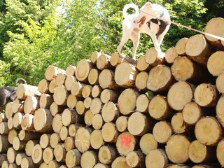 2009-05-24_ntb_1307