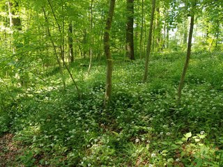 2009-05-24_ntb_1346