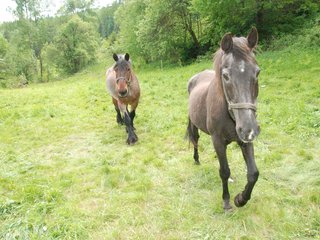 2009-05-24_ntb_1457