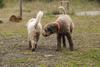 2009-10-03_ntb_9373