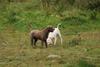 2009-10-03_ntb_9394