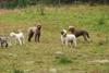2009-10-03_ntb_9407