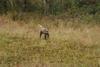 2009-10-03_ntb_9432