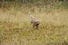2009-10-03_ntb_9433