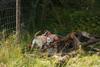 2009-08-23_ntb_6610