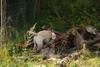 2009-08-23_ntb_6613