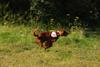2009-08-23_ntb_6633