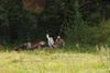 2009-08-23_ntb_6651