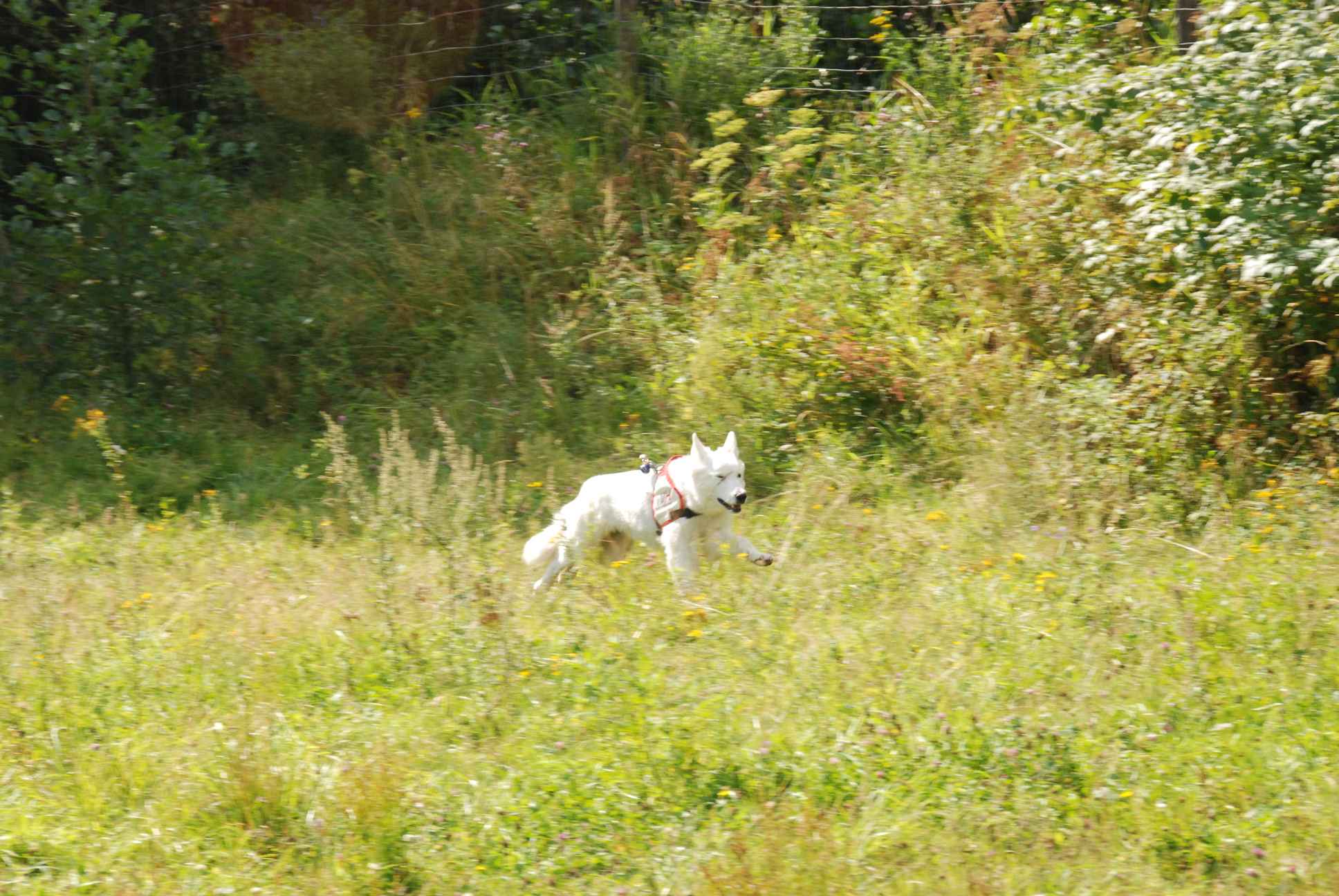 2009-08-23_ntb_6654