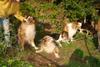 2009-08-14_ntb_4218