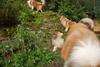2009-08-14_ntb_4237