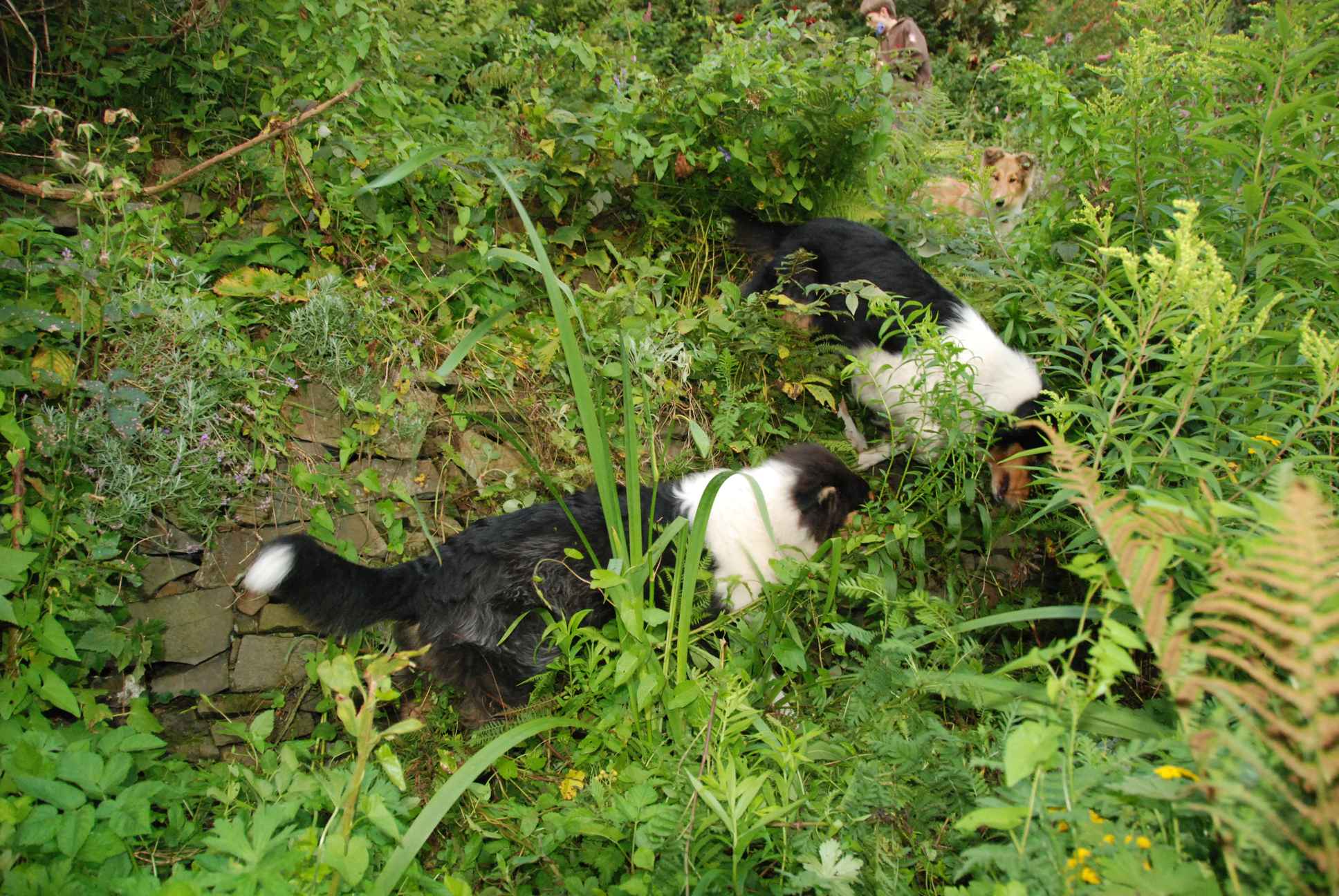 2009-08-14_ntb_4252
